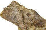 Fossil Dinosaur Bone Fragments in Sandstone - Wyoming #370651-1